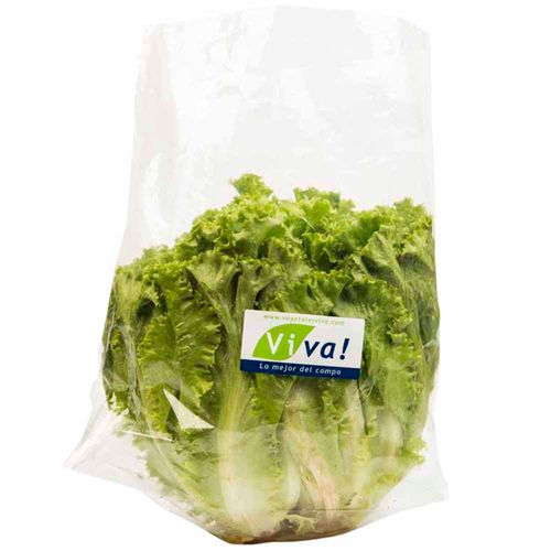 Lechuga Crespa VIVA x un