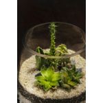 Terrario-Tropical-Amara