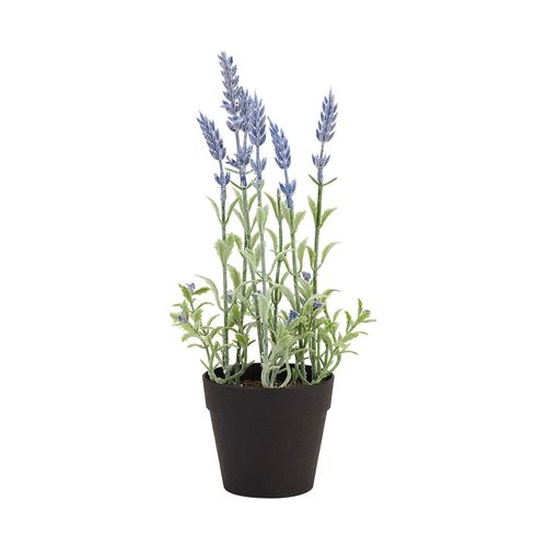 Lavanda morada en maceta 28cm