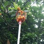 Recolector-de-frutas-truper-sin-mango