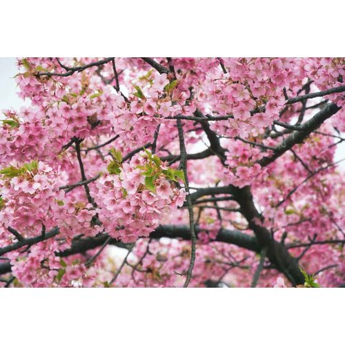 1 SAKURA CEREZO JAPONES ENANO 1 MT DE ALTO + 1 HIERBA BUENA20CM ALTO