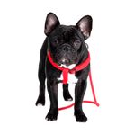 Arnes-Y-Correa-De-Perro-Doco-Ajustable-M-Negro-Con-Regalo