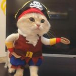 Disfraz-para-gato---Pirata