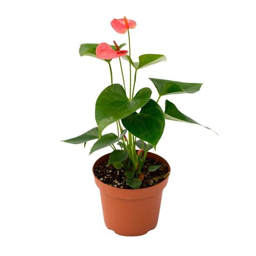Planta Anthurio Rosado Mediano