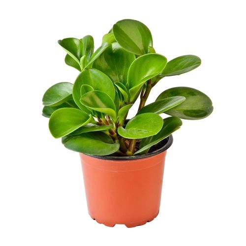 Planta Peperomia Verde y Variegada