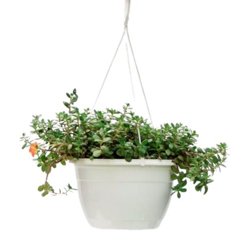 Planta Coqueta en maceta colgante