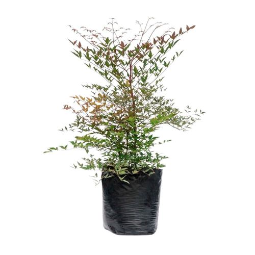 Planta Nandina B1