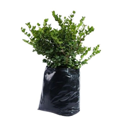 Planta Carissa Enana B1