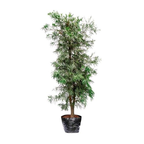 Planta Podocarpus Bls Esp