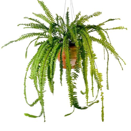 Planta Helecho Babilonico