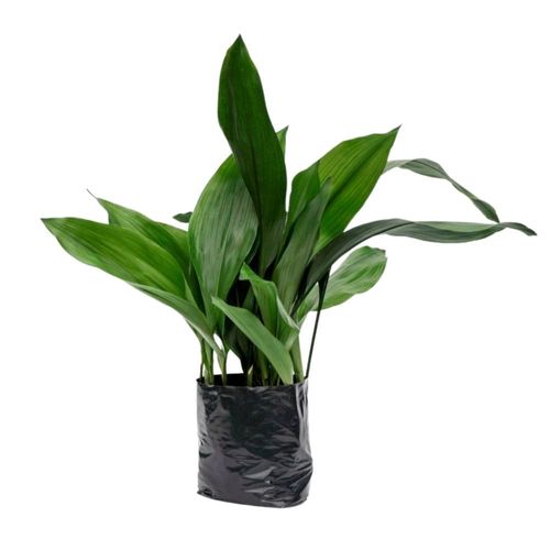 Planta Aspidistra