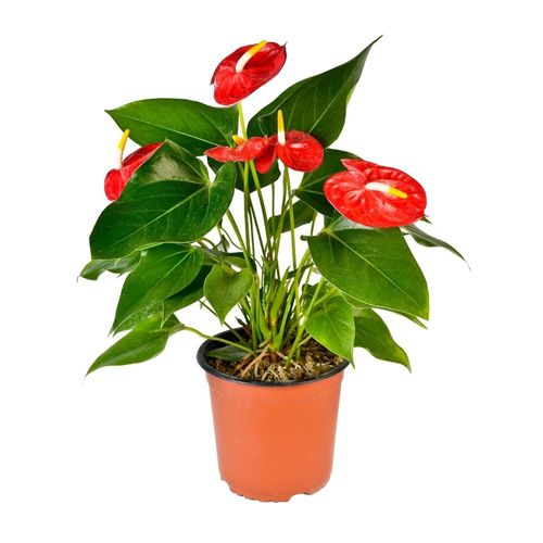 Planta Anthurio Rojo Mediano