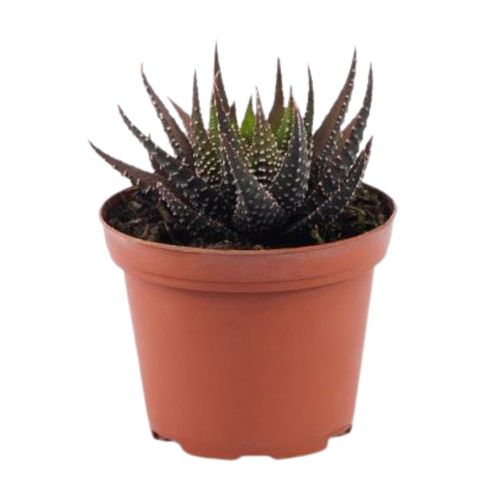 Planta Cactus Mix Mp8