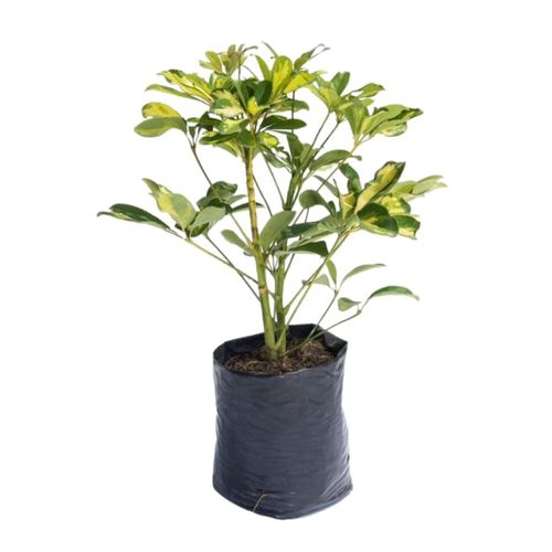 Planta Minischeflera Variegada