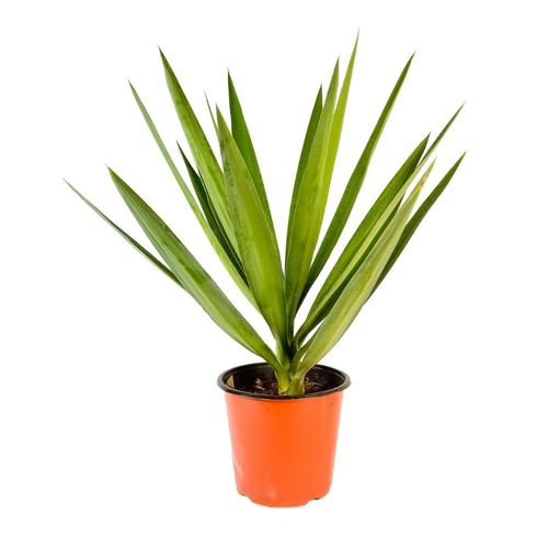 Planta Yucca Verde B1