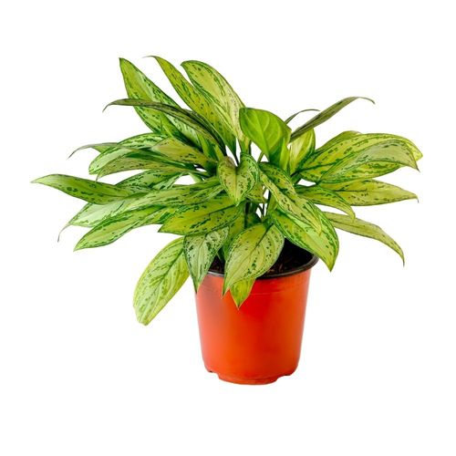 Planta Aglaonema Silver Queen