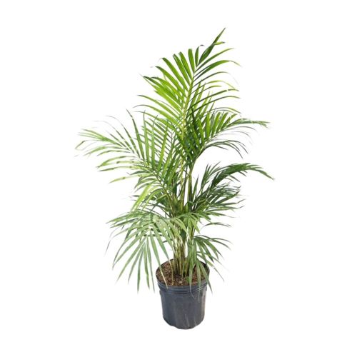 Planta Palmera Hawaiana Bls