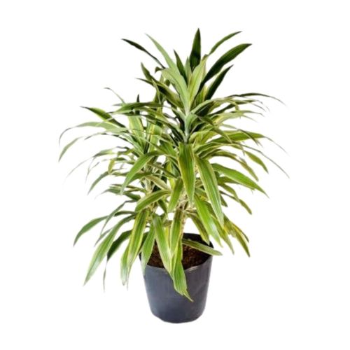 Planta Dracaena Amarilla