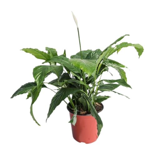 Planta Spatifilium Tasson