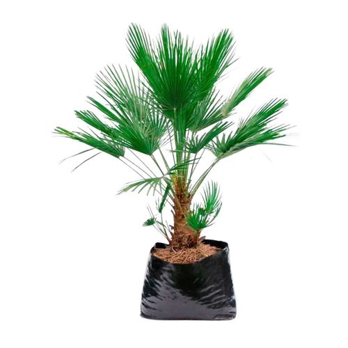 Planta Palmera Brahea