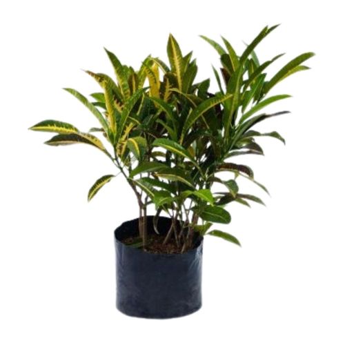 Planta Croton Mediano Amarillo B1