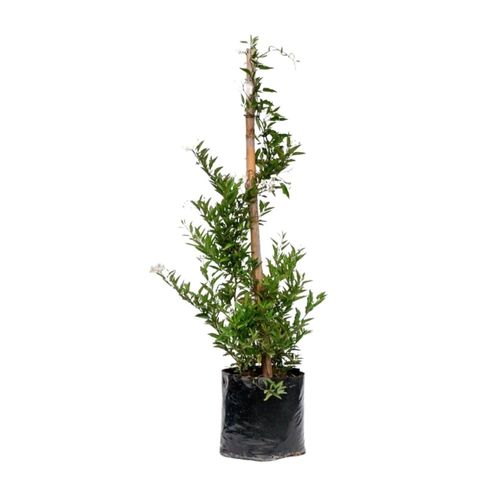 Planta Solanum B1