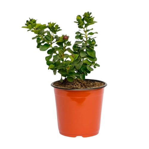 Planta Carissa Enana B3a