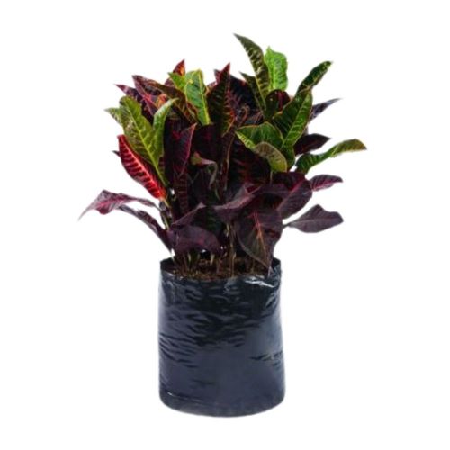 Planta Croton Mediano Glorioso B1