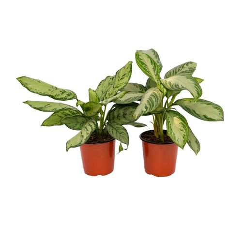 Planta Aglaonema Silver Bay