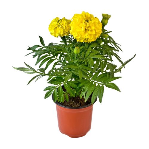 Planta natural Marigold