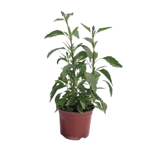 Planta natural Salvia Azul