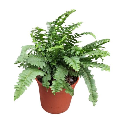 Planta natural Helecho Boston 4Estaciones