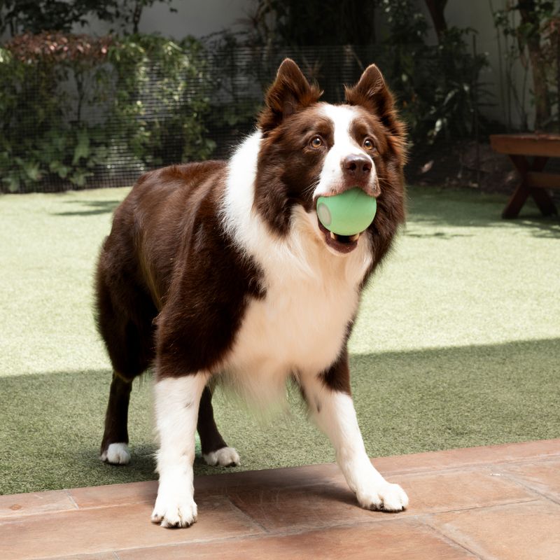 Pelota-PE-Interactiva-para-Perros-Verde