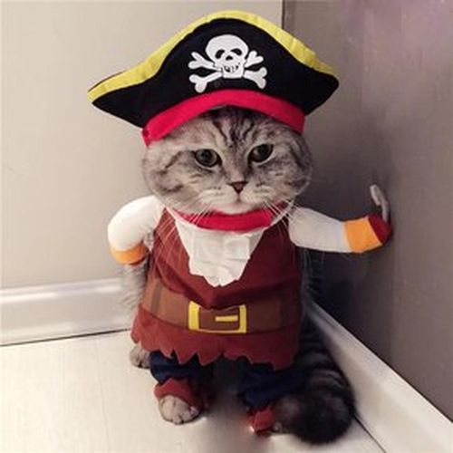 Disfraz para gato - Pirata