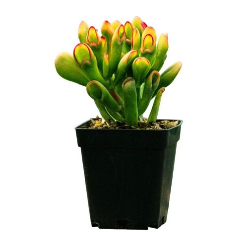 Planta Semisombra Cactus Oreja de Shrek