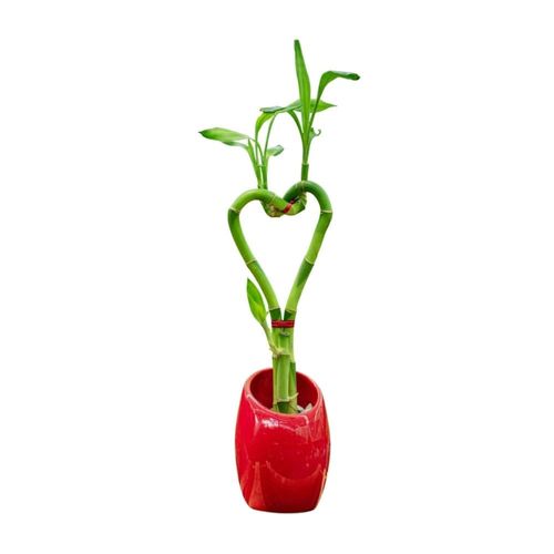 Planta Semisombra Bambu Corazón