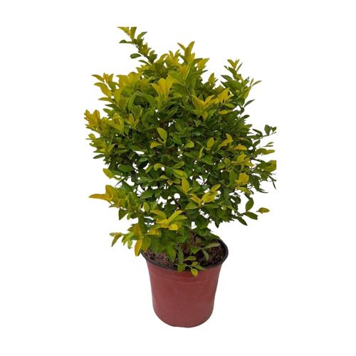 Planta de Sol Duranta Enana Bola 4Estaciones