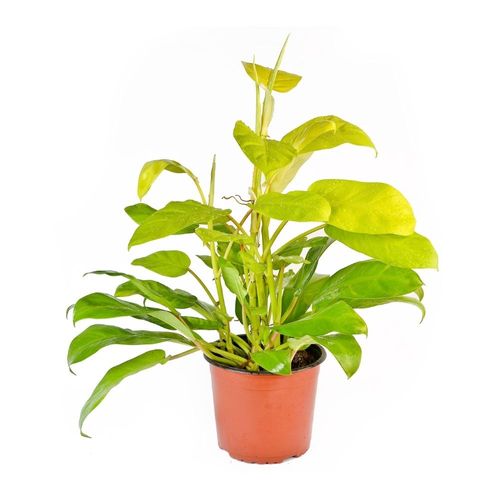 Planta Natural Philodendro Limon 4Estaciones