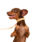 Collar-Para-Perros-Ajustable-Naranja-Talla-XS-Repele-agua-y-suciedad
