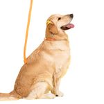 Collar-Para-Perros-Ajustable-Naranja-Talla-XS-Repele-agua-y-suciedad