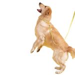 Collar-Para-Perros-Ajustable-Verde-Talla-S-Repele-agua-y-suciedad