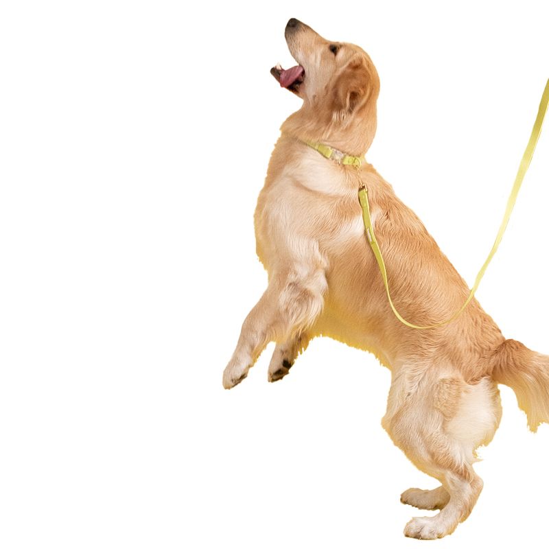 Collar-Para-Perros-Ajustable-Verde-Talla-S-Repele-agua-y-suciedad