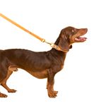 Correa-Para-Perros-152cm-Naranja-Repele-agua-y-suciedad