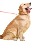 Buddies-Correa-Pvc-Para-Perros-Paseos-Rosado-152cm