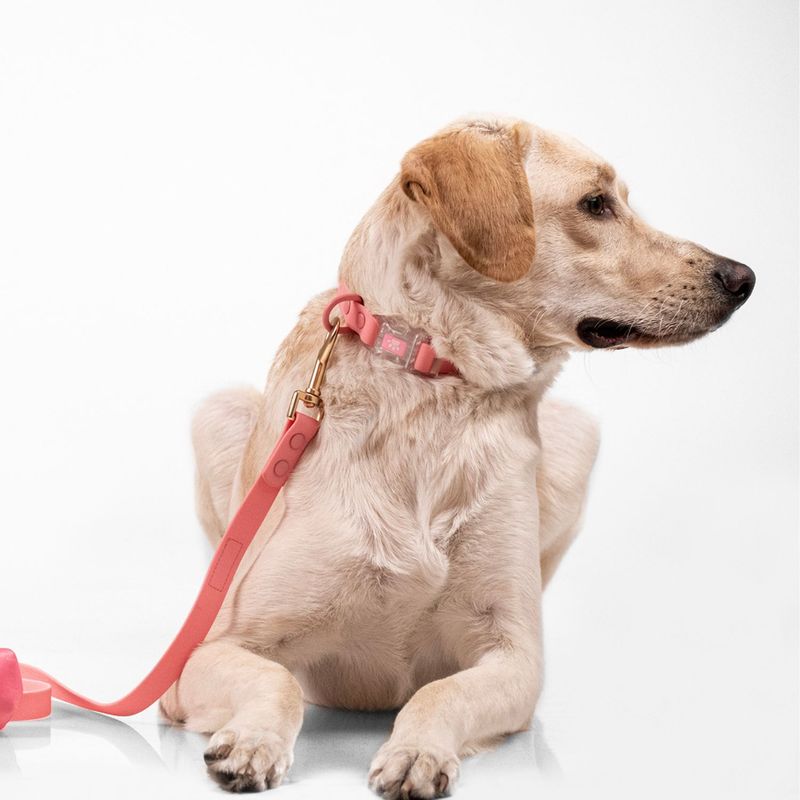 Buddies-Correa-Pvc-Para-Perros-Paseos-Rosado-152cm