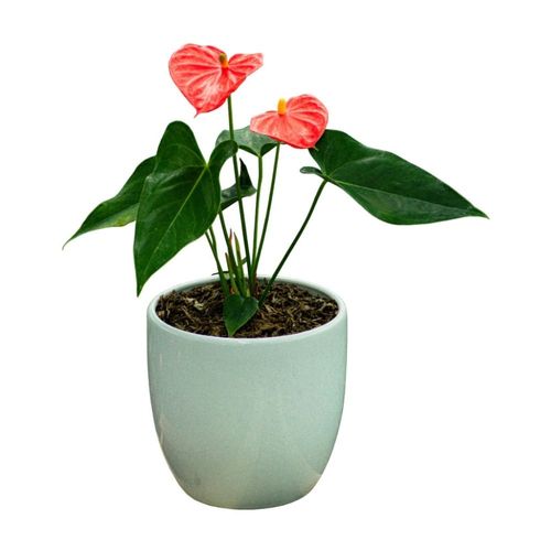 Planta natural Anturio en base cerámica blanca Vivero Tropical