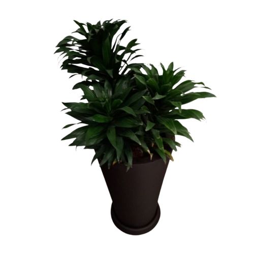 Planta Natural Dracaena Verde Compacta 4Estaciones