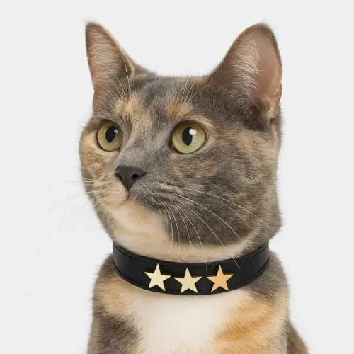 Collar para Gatos Estrella Miau – Negro