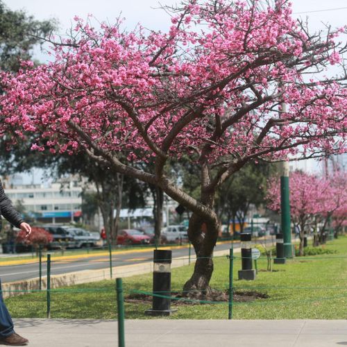 1 SAKURA CEREZO JAPONES 1 MT DE ALTO + 1 LAGERSTROEMIA ARBOL DE JUPITER 1 MT DE ALTO