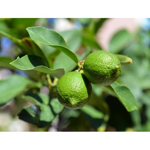 1 LIMON ENANO 60CM ALTO + 1 FRESA CON MACETA COLGANTEC/GANCHO25CMDEALTO